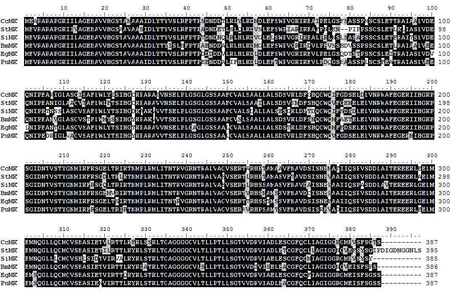 Alignment of amino acids sequences of other plants MK with PuMK.