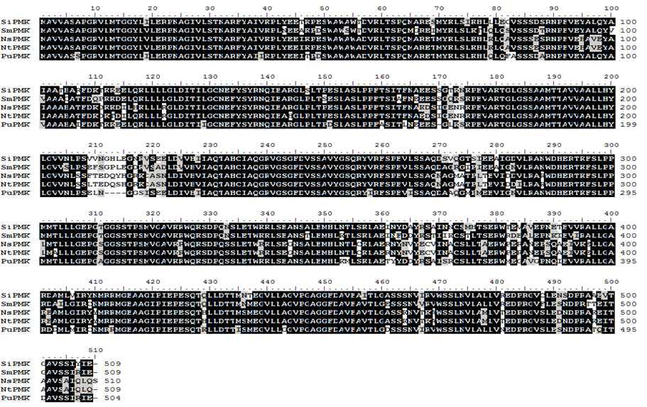 Alignment of amino acids sequences of other plants PMK with PuPMK.