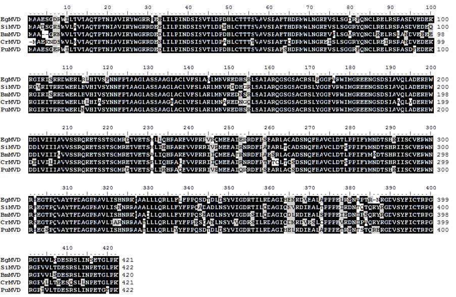 Alignment of amino acids sequences of other plants MVD with PuMVD.