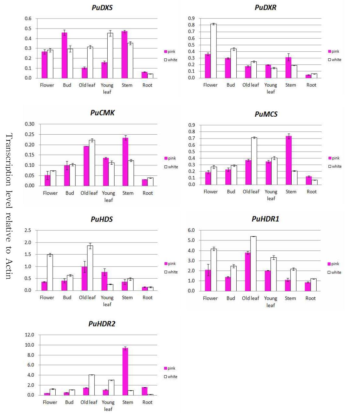 Comparison on transcription levels of different in plant tissues(flower, bud, old leaf, young leaf, stem, root) according to MEP pathway of P. umbrosa.