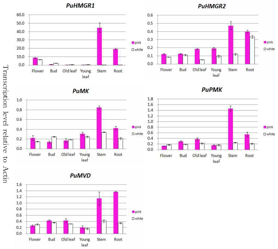 Comparison on transcription levels of different in plant tissues(flower, bud, old leaf, young leaf, stem, root) according to MVA pathway of P. umbrosa.