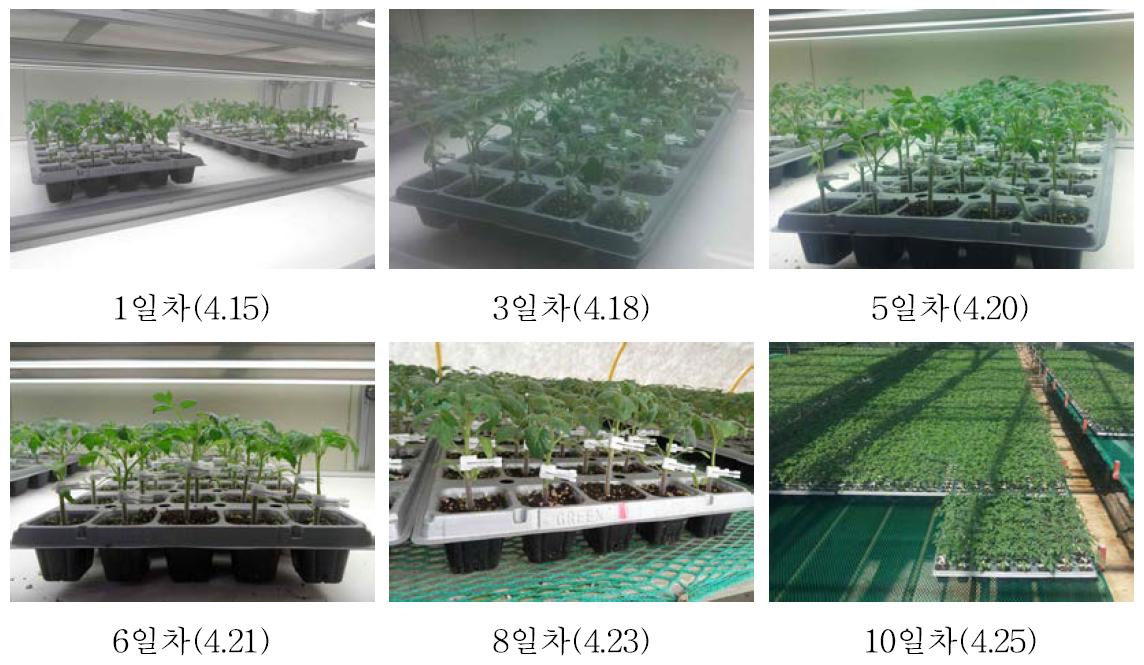 토마토 접목묘