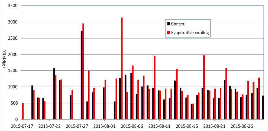 증발냉각 처리구와 무처리구의 일별 수확량 비교도(‘15.7.26∼8.31)
