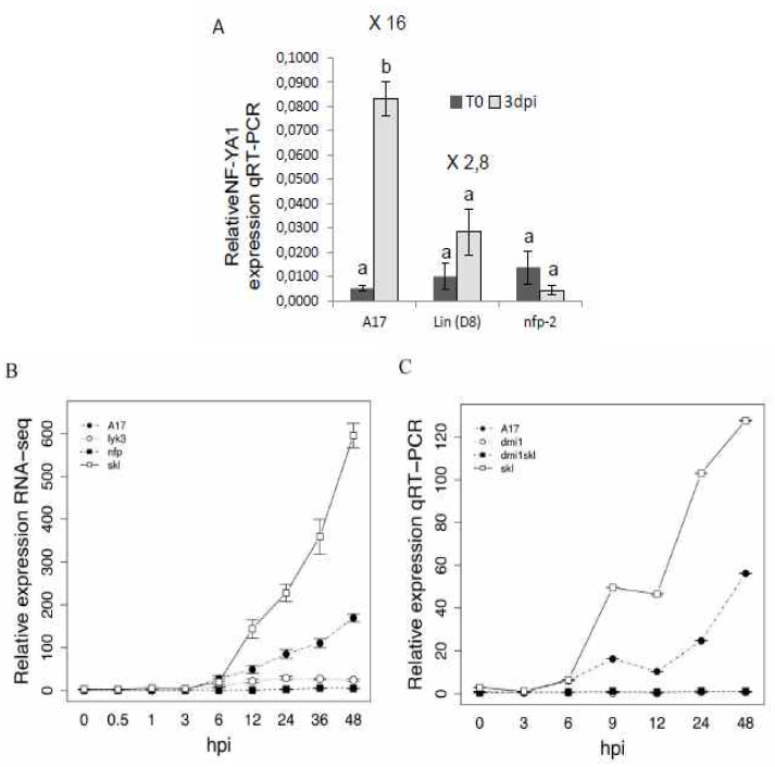 Expression analysis of MtNF-YA1 during early stages of the symbiotic interaction between Medicago truncatula (M.t.) and Sinorhizobium meliloti (S.m.), using q-RT-PCR and RNA-seq.