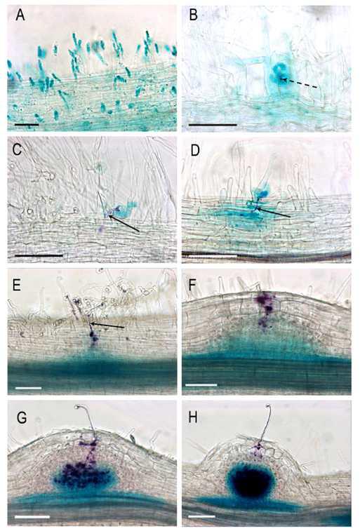 Expression analysis of MtNF-YA 1 during early stages of the symbiotic interaction between Medicago truncatula (M.t.) and Sinorhizobium meliloti (S.m.).using a promoter-GUS reporter gene.