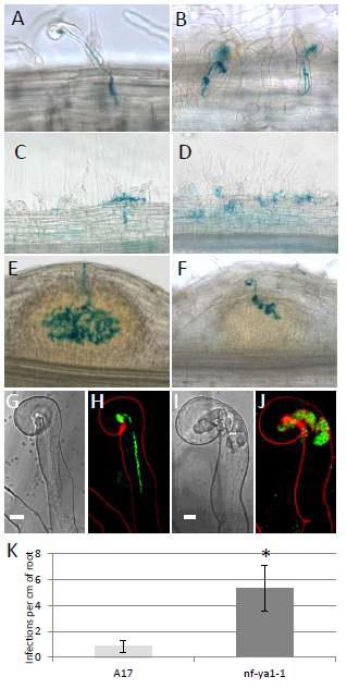 Infection phenotype of the Mtnf-ya1-1 mutant during early stages of the symbiotic interaction between Medicago truncatula (M.t.) and Sinorhizobium meliloti (S.m.).