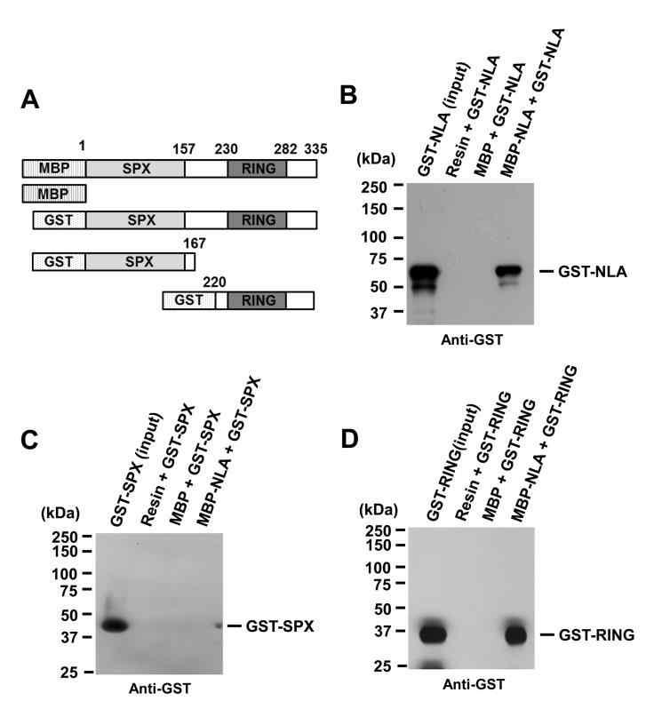 NLA forms homodimers via its RING finger domain.