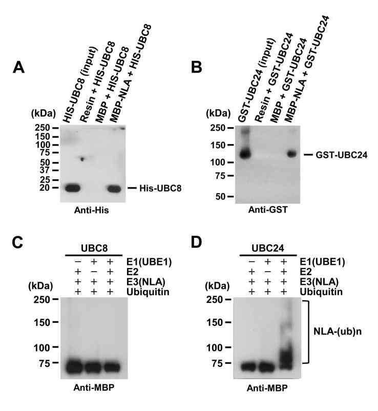 UBC24(PHO2) is a specific E2 conjugase for NLA.