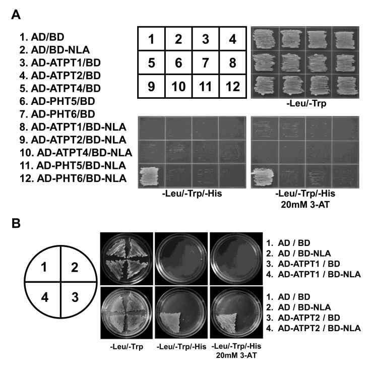 Yeast two hybrid assays for possible interactions between NLA and five different phosphate transporters.