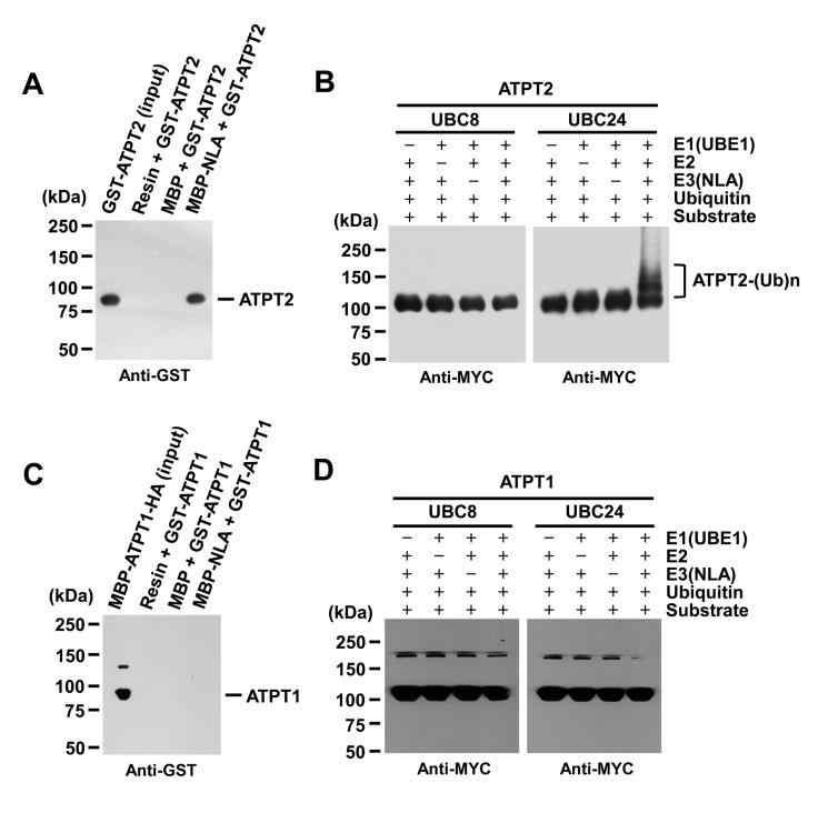 UBC24 E2 conjugase is required for ATPT2 poly-ubiquitination by NLA E3 ligase.