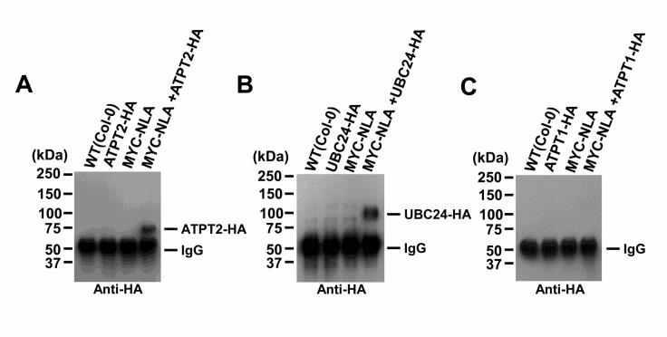 NLA interacts with ATPT2 and UBC24 in Arabidopsis.
