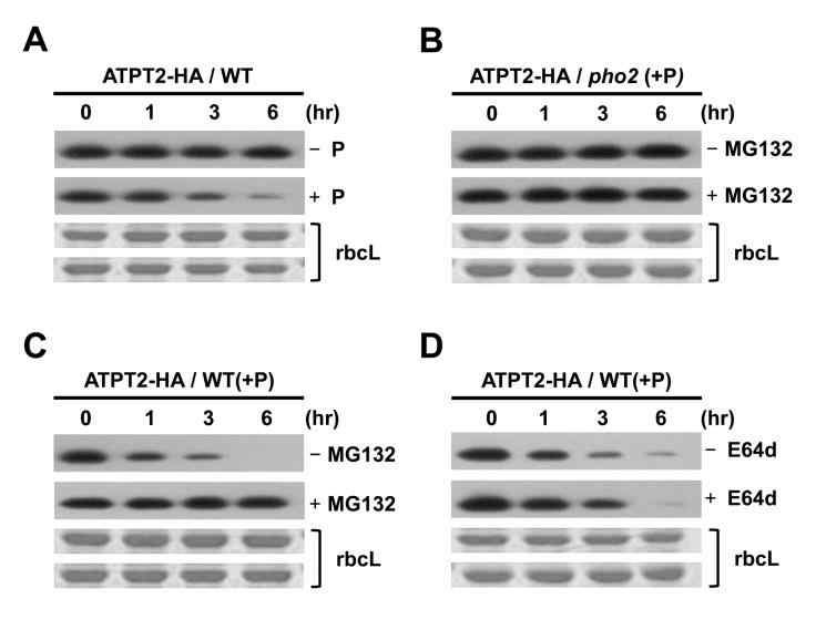 Phosphate destabilizes ATPT2 protein in vivo.