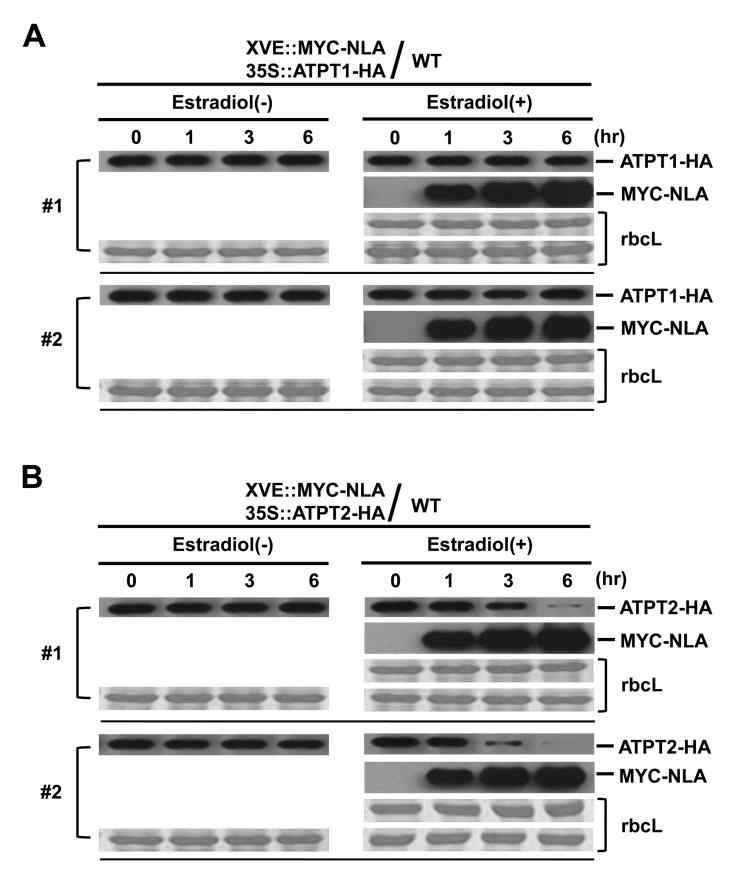 NLA targets ATPT2 but not ATPT1 for degradation in vivo.