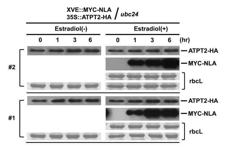 NLA-mediated degradation of ATPT2 is dependent on PHO2 in vivo.