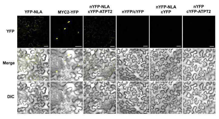 Interaction of NLA and ATPT2 on plasma membranes.