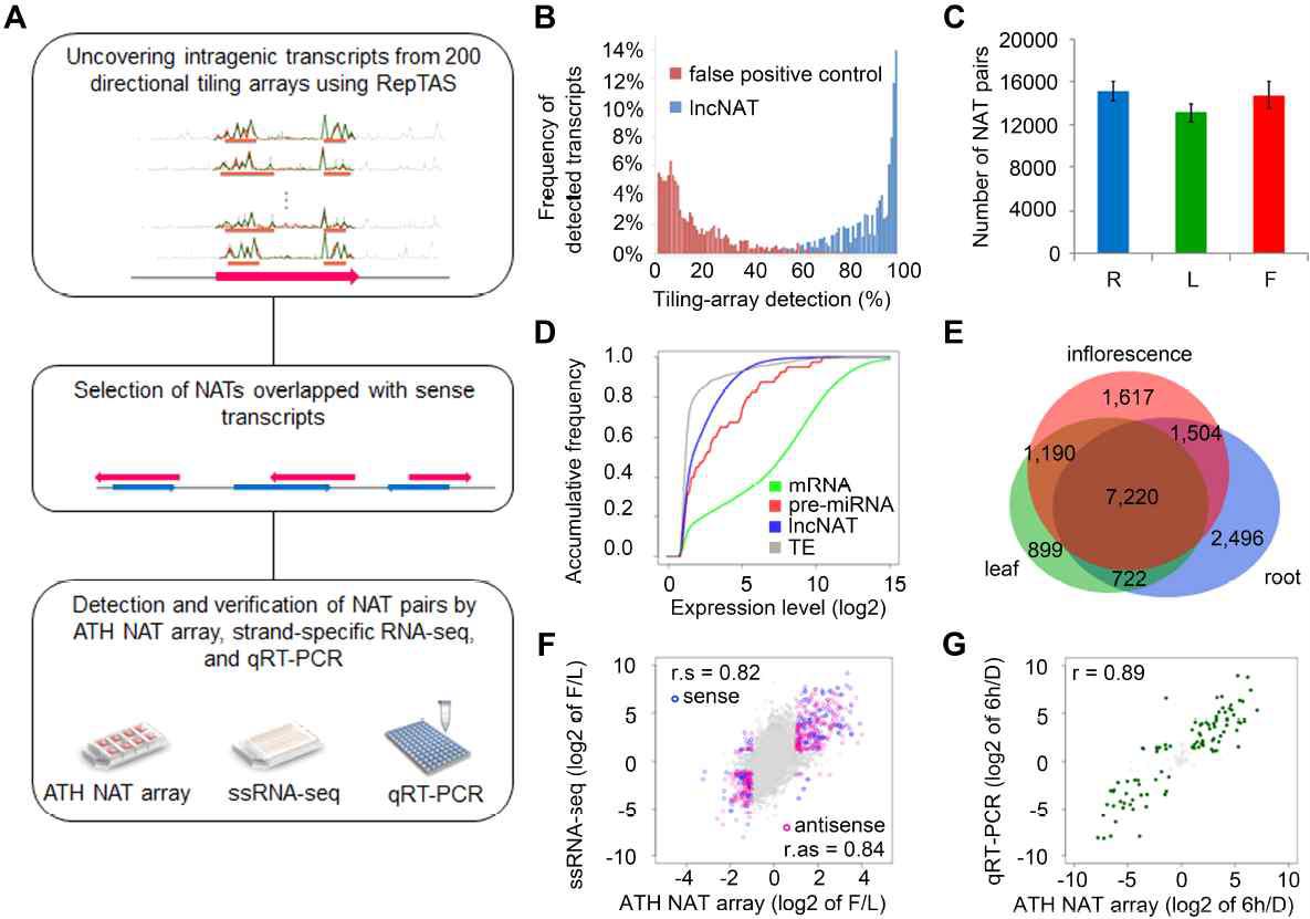 Identification and profiling of lncNATs in Arabidopsis.