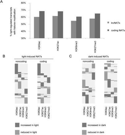 Light effects on histone modifications associated with genes encoding NATs.