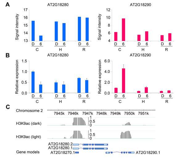 H3K9ac is associated with the regulation of a light-responsive discordant NAT pair.