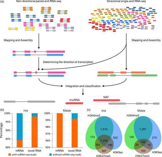 Identification of lncRNA genes in rice and maize and their general features.