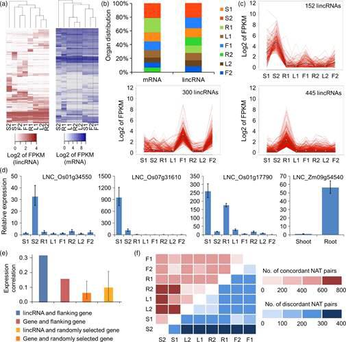 Temporal-spatial expression of lincRNAs and NATs in rice and maize.