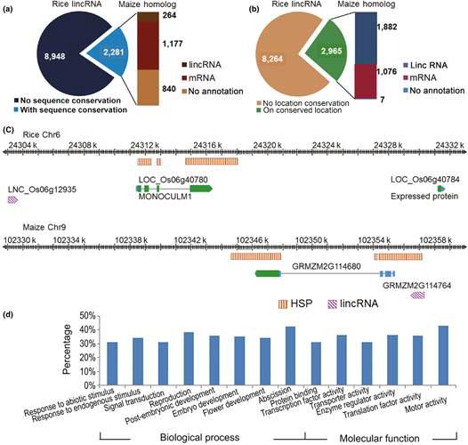 Sequence and positional conservation of rice lncRNAs.