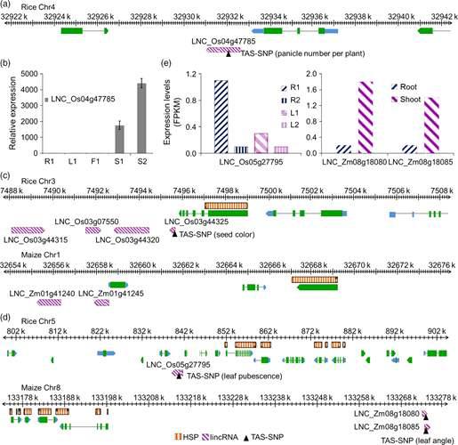 LincRNA genes containing agriculture trait-associated SNPs.