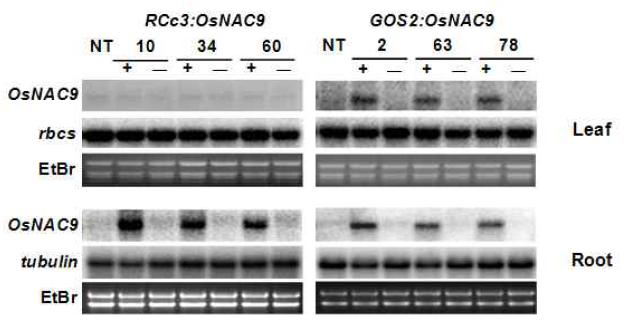 OsNAC9 형질전환체의 발현분석