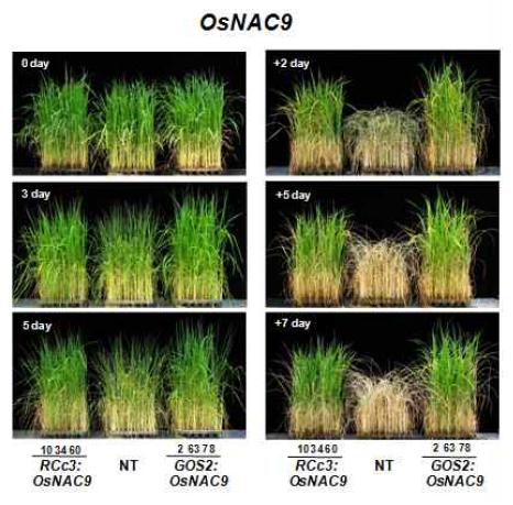 OsNAC9 형질전환체의 건조스트레스 저항성 표현형