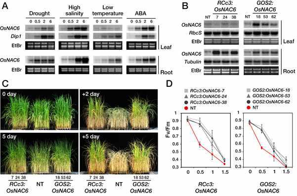 Stress tolerance of RCc3:OsNAC6 and GOS2:OsNAC6 plants in vegetative stage.