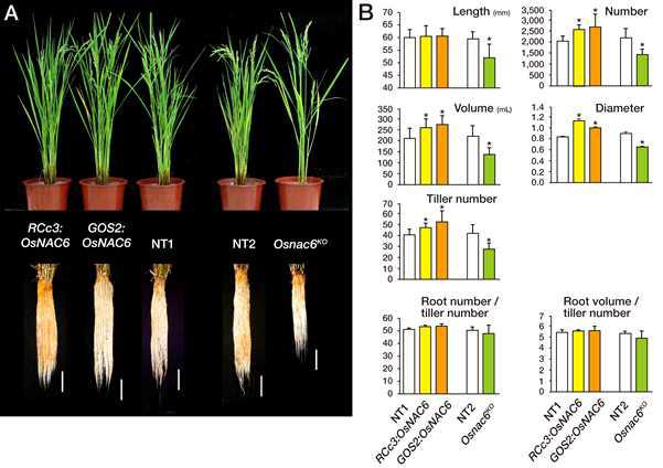 Phenotypical characteristics of RCc3:OsNAC6, GOS2:OsNAC6 and OsNAC6KO plants at the panicle heading stage.