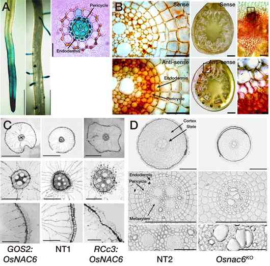 Spatial expression pattern of OsNAC6 and morphological changes in rice roots of OsNAC6 overexpression and knock out plants.