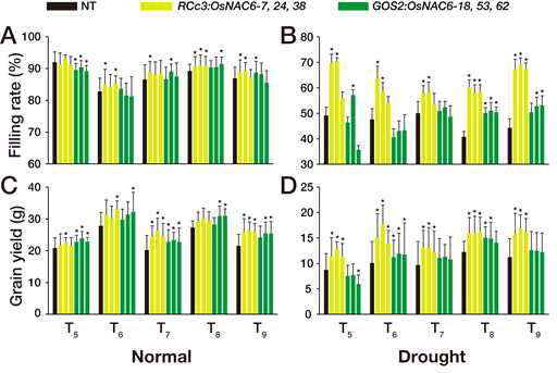Agronomic traits of RCc3:OsNAC6 and GOS2:OsNAC6 plants grown in the field under normal and drought conditions.