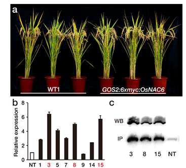Making the GOS2:myc transgenic plants for chromatin immunoprecipitation (ChIP).
