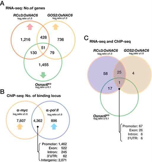 Venn diagram of overlap between RNA-seq of differentially expressed genes and ChIP-seq of occupying by OsNAC6 and RNA pol II.