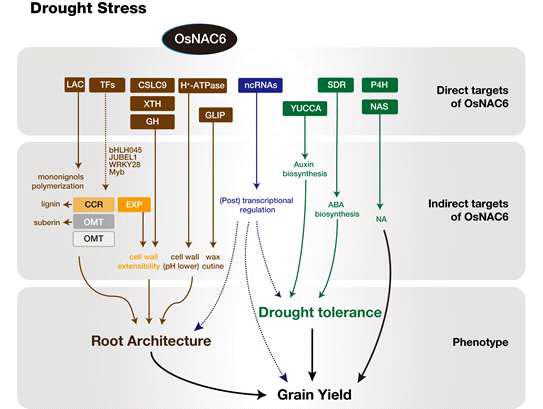 A model representing the drought stress regulatory network of rice OsNAC transcription factors and its target gene expression.