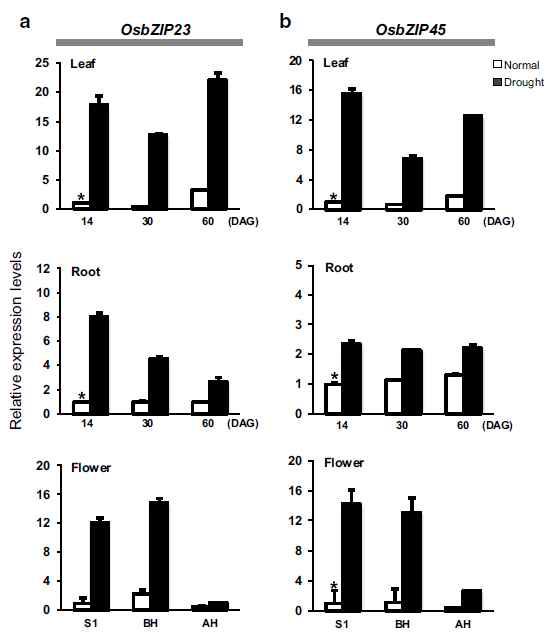 건조 조건에서 OsbZIP23, 45 유전자 발현 유도 검정