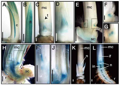OsIAA6promoter-GUS 형질전환체를 이용한 OsIAA6유전자의 조직발현 관찰