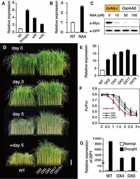 환경스트레스 하에서, 옥신 처리하에서 OsIAA6 유전자의 발현패턴 및 옥신반응 (A-C). OsIAA6과발현체에서의 유전자 발현패턴 (E). OsIAA6과발현체의 건조 저항성 (D, F, G)