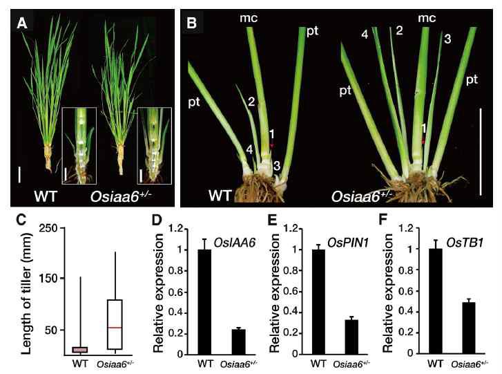 Osiaa6 돌연변이체의 표현형 및 벼의 분얼 조절 유전자의 감소패턴 관찰
