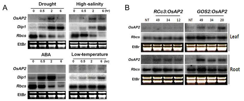 환경스트레스 하에서 AP2 유전자의 발현패턴 (A). AP2 과발현체의 건조 저항성 (B)