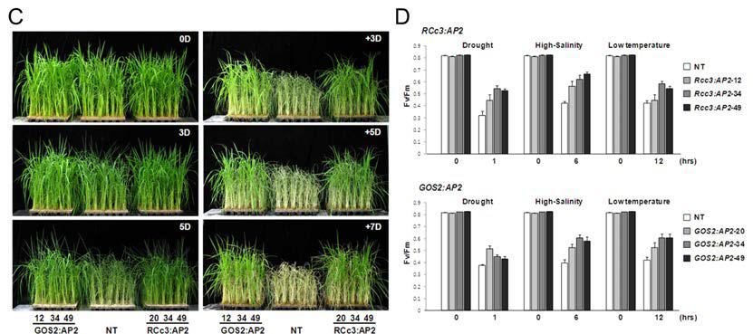 Vegetative growth에서 AP2 과발현체의 건조스트레스 검정