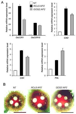 AP2 과발현체 뿌리에서 lignin 함량의 증가