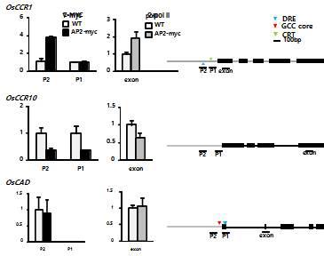 면역침강법(ChIP)에 의한 Lignin 생합성 유전자의 promoter 에 binding하는 OsAP2유전자의 검정