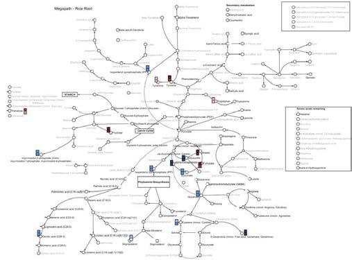 정상조건에서 대조군과 형질전환체 사이의 대사체를 비교한 metabolite map