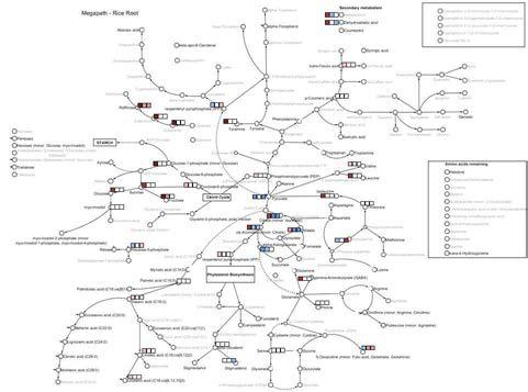 건조스트레스 조건에서의 대조군과 형질전환체 사이의 대사체를 비교한 metabolite map