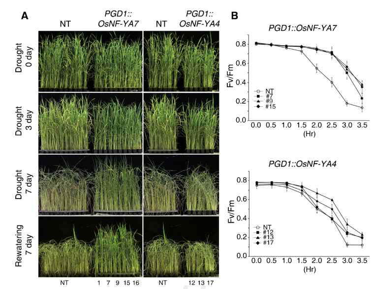 Vegetative growth에서 OsNF-YA4, OsNF-YA7과발현체의 건조스트레스 검정