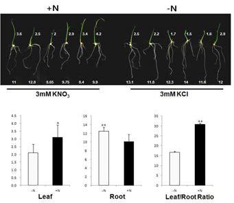 질소처리에 따른 잎과 뿌리의 생장 길이의 차이