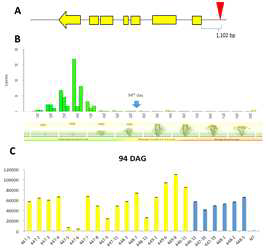 Expression level of allantoinase transporter activation mutants.