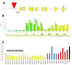 Expression level of allantoinase knockdown mutants.