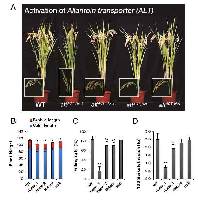 Allantoin transporter 돌연변이 식물체의 표현형